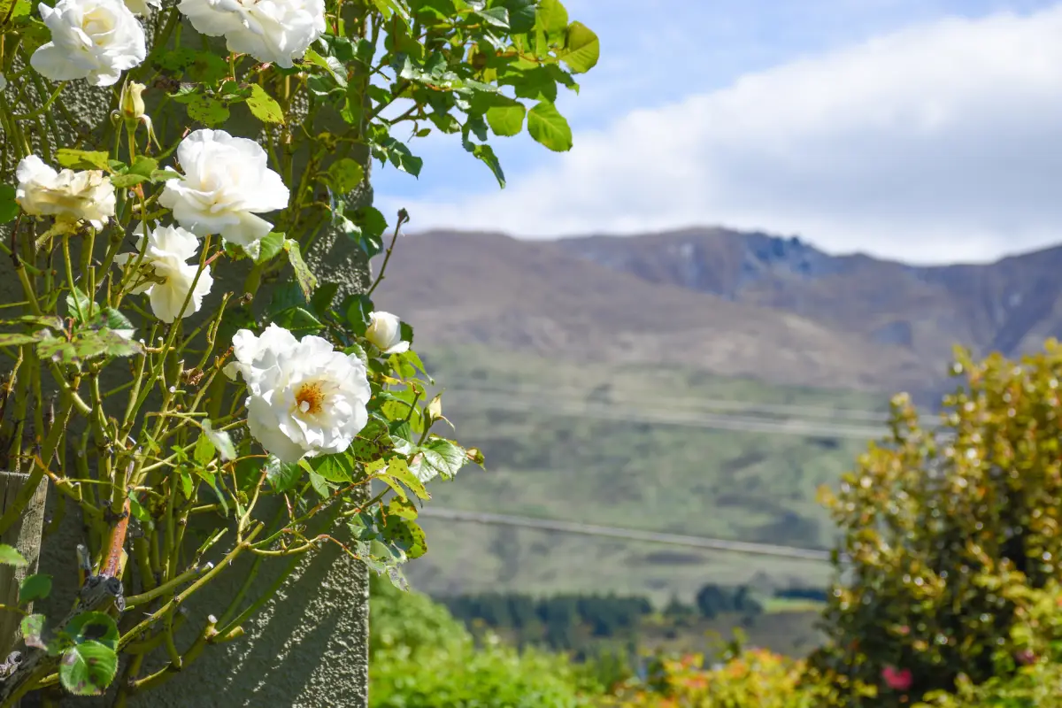 Outside Flower Detail